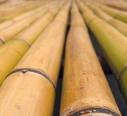 Bamboo